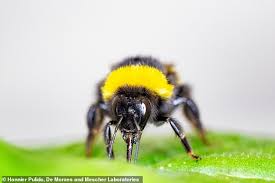 We did not find results for: Bees Help Plants Produce Flowers Faster By Nibbling On Their Leaves Readsector