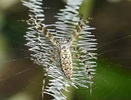 Three steps for full termite control. Npma Epestworld