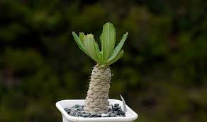 Image result for Euphorbia schinzii