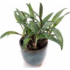 Image result for Ledebouria cordifolia