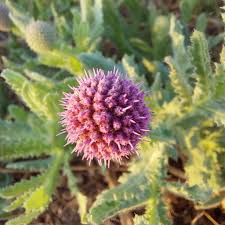 Image result for Sphaeranthus gazaensis