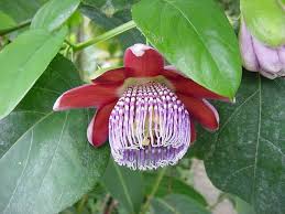 Image result for Passiflora sanguinolenta