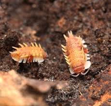 Image result for Pseudopod Ospermum