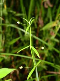 Image result for Oldenlandia scopulorum