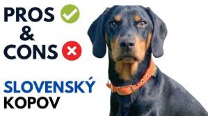 Image result for slovenský kopov