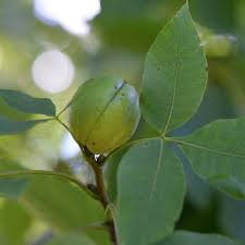 نتیجه جستجوی لغت [hickory] در گوگل