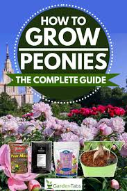 Gather tree peony seeds in late summer or early autumn after the pods ripen and split open. How To Grow Peonies The Complete Guide Garden Tabs
