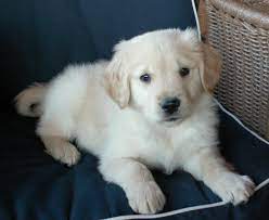 Find golden retrievers dogs and puppies for sale across australia. Golden Retriever Puppies For Sale Springfield Mo 261967