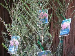 Image result for Melaleuca decussata
