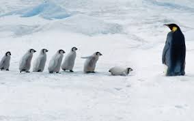 There are already 70 awesome wallpapers tagged with penguins for your desktop (mac or pc) in all resolutions: 278 Penguin Hd Wallpapers Background Images Wallpaper Abyss