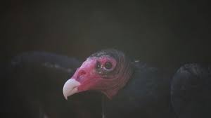 We did not find results for: What Turkey Vultures Eat Is Gross But The Birds Themselves Are Amazing
