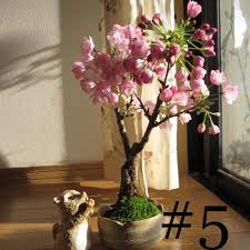 Awesome post but pictures to help with the steps would be great. Japanese Sakura Cherry Blossom Flower Tree Seeds Shopee Philippines