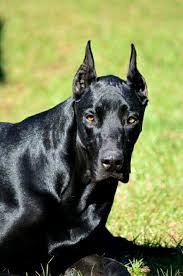 Doberdane Nyx Doberman Dogs Beautiful Dogs Tallest Dog