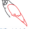 The macaw is one of my favorites!come draw along with me this scarlet macaw. 1