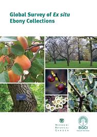 Image result for Diospyros inhacaensis