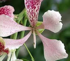 Image result for Bauhinia monandra