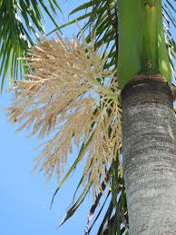 Image result for Roystonea