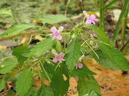 Image result for Impatiens hochstetteri