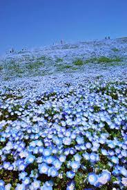 Fields Flowers Dreamy Nature Beautiful Flowers Garden Nature Flowers