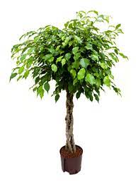 We did not find results for: Ficus Benjamina Birkenfeige Geflochten Palmenmarkt