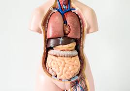 Behind them there are the right and left kidneys at the back. Seven Body Organs You Can Live Without