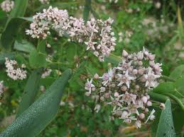 Image result for Stathmostelma pedunculatum