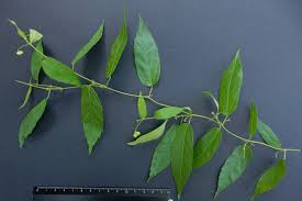 Image result for Tragia rupestris