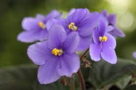 African Violet Violet Plant African Violets African Violets Plants