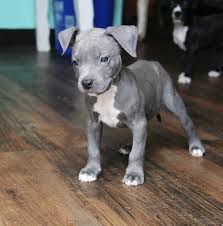 Every Time I See A Picture Of A Pitbull Puppy I Just Hope They Were Raised With Love And Treated Kindly Pitbull Puppies Cute Baby Animals Pitbull Puppy See more ideas about pitbulls, pitbull puppies, pitbull terrier. pitbull puppies cute baby animals