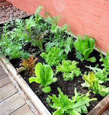 Over time the plants will begin to vine, making them ideal for hanging baskets or trained up a trellis or totem. Edible Plants That Grow In Shade Growing Vegetables Edible Plants Plants
