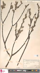 Image result for Leptactina involucrata