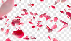Psd Mockups Rose Petals Image Red Rose Petals Rose Petals