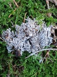 Image result for Clavulina cinerea