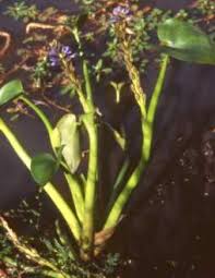 Image result for Monochoria africana