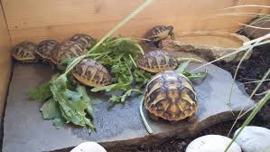 Aber auch andere arten erreichen eine stattliche größe, wie beispielsweise die weiter unten vorgestellt pantherschildkröte, die man auch zu hause halten kann. Griechische Landschildkroten Abzugeben Villa Amanda Der Schildkroten Blog