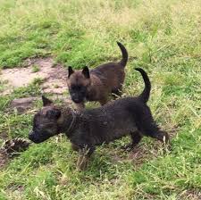 It's also free to list your available puppies and litters on our site. Belgian Malinois Puppies For Sale In Houston Texas Classified Americanlisted Com