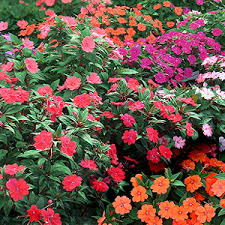 More importantly, these plants are resistant to the downy. Sunpatien Annual For Sun Garden Shade Annuals Plants Planting Flowers