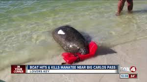Manatee Hit And Killed By Boat At Big Carlos Pass Near Fort