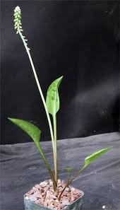 Image result for Drimiopsis maculata