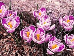 Fiore di montagna rara chiamata stella alpina un segno di fedeltà e di amore. Fiori Di Montagna Nomi E Caratteristiche Natura 2021