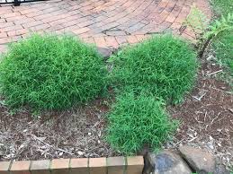 Image result for Pogonatherum paniceum