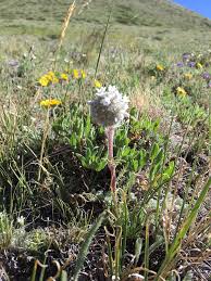 Image result for Gilgiochloa