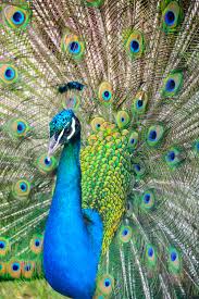 100 Peacock Pictures Hd Download Free Images On Unsplash All wallpapers are made by latex printing.