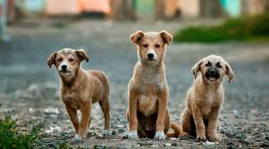 Trading post in australia explore 17 listings for puppies for sale brisbane qld at best prices. New Rules When Selling Or Giving Away A Pet In Nsw Petprofessional