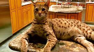 Caracteristicile pisicilor mari maine coons și reprezentanții rasei. Rase De Pisici InformaÈ›ii È™i Specii Noi Pisici De RasÄƒ AdopÈ›ie