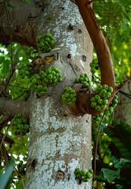 Image result for Ficus variifolia
