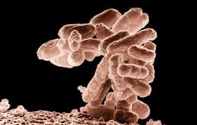 Coli are harmless or cause relatively brief diarrhea. E Coli Kan Gi Varig Helserisiko