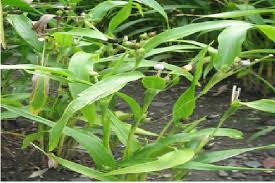 Menthok ,lancang kuning ,dan tahanusangkarad. Jali Jali Betawi Lagu Ceria Penghibur Lara Merahputih