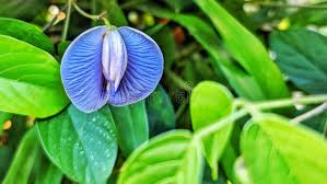 Image result for Centrosema pubescens