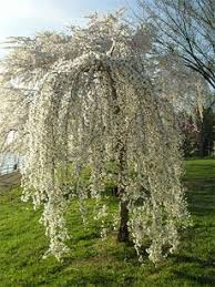 When pruning a weeping cherry tree, it is important that you maintain its natural shape which is similar to an umbrella. Weeping Cherry Pruning Steps To Trim A Weeping Cherry Tree Weeping Cherry Tree White Flowering Trees Flowering Trees